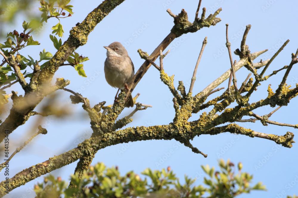 A beautiful animal portrait of a baby Fledgling Songbird perched on a tree A beautiful animal portrait of a baby Fledgling Songbird perched on a tree