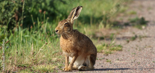 A beautiful animal portrait of a single posing Hare.