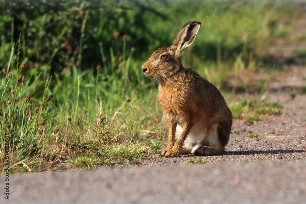 Fototapeta premium A beautiful animal portrait of a single Hare