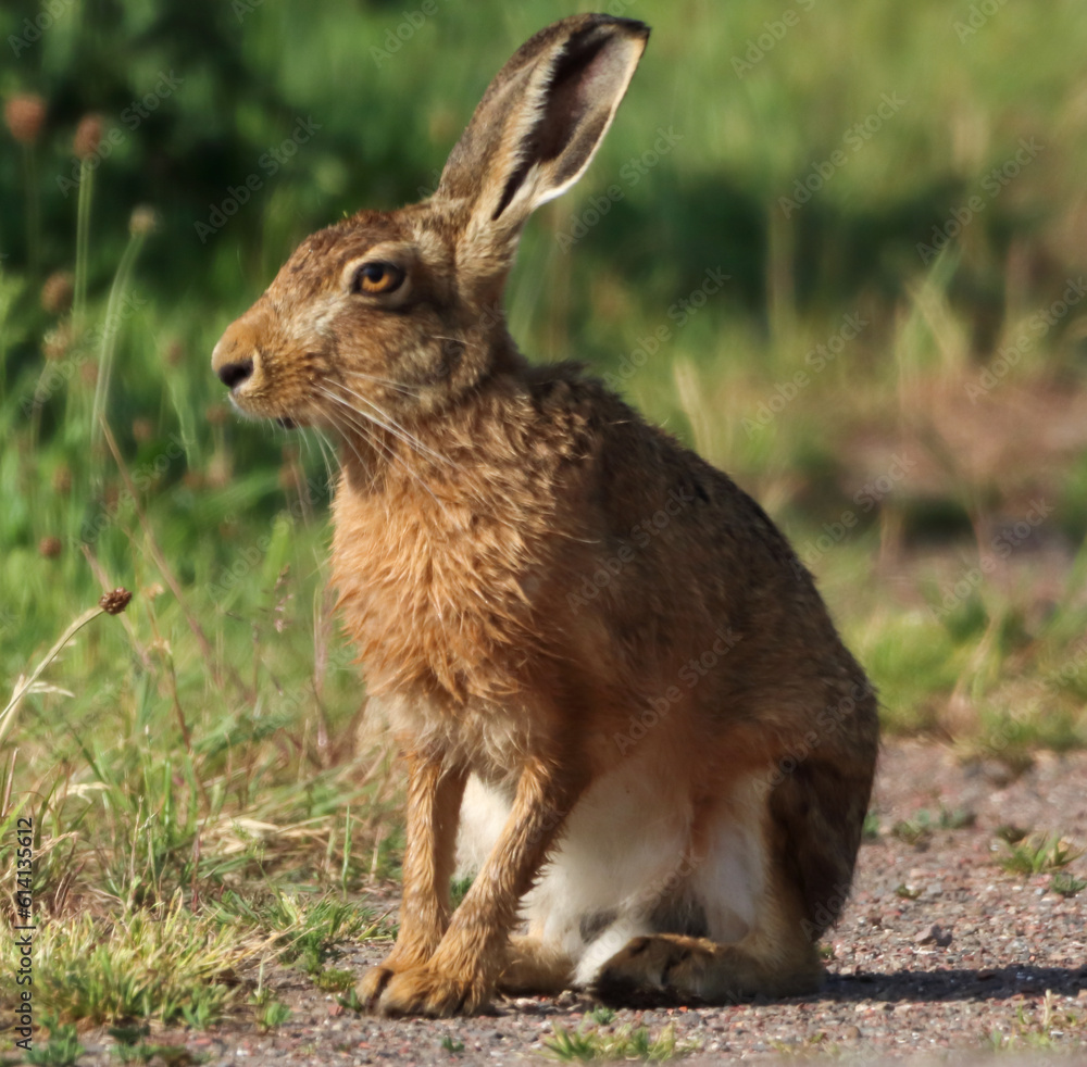 A beautiful animal portrait of a single posing Hare. A beautiful animal portrait of a single posing Hare.