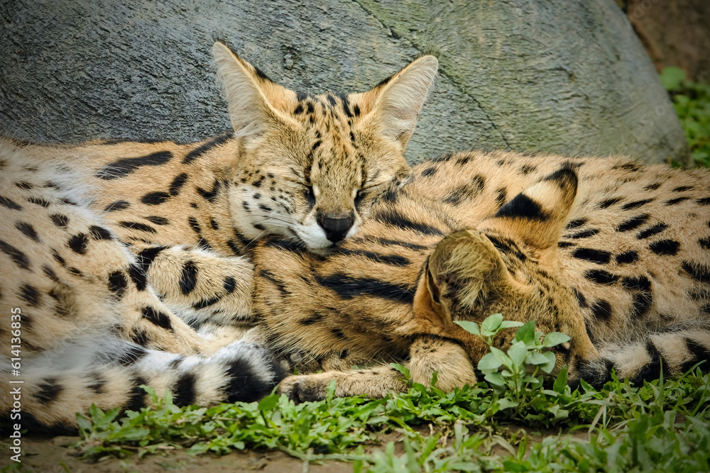 Fototapeta premium serval in zoo