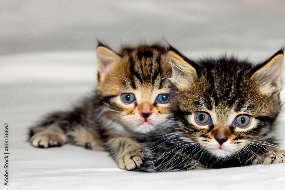 Cute and Adorable Kittens Irresistible Charm and Cuteness Overload