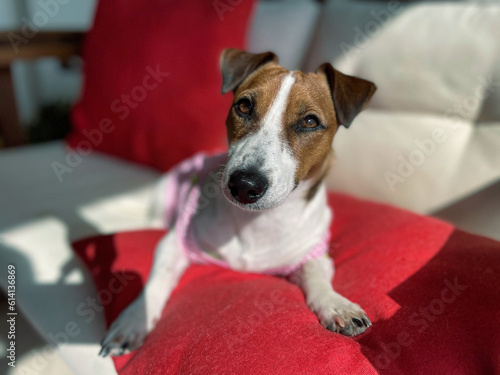Jack Russell sunbathing Red Pillow White sofa