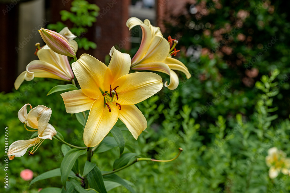 Obraz premium flower