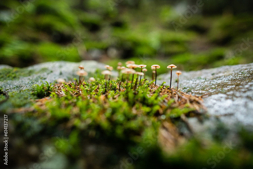 Small inedible mushroom in the forest on the background of moss in rainy weather.