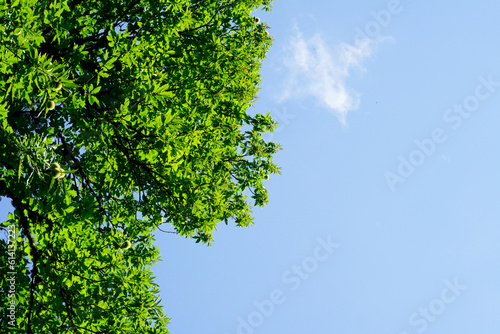 green tree and sky