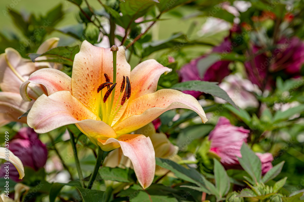 Fototapeta premium flower