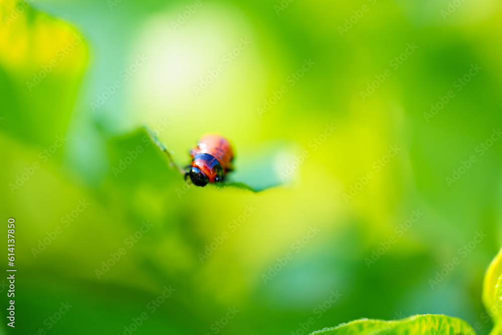 close-up. Macro photography of a Colorado potato beetle eating a potato leaf. close-up. Macro photography of a Colorado potato beetle eating a potato leaf.