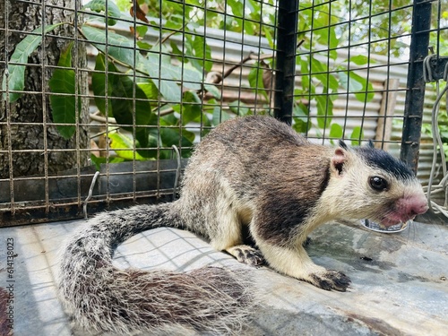 squirrel in the zoo