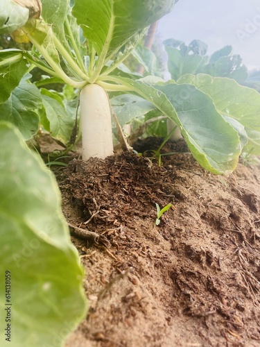 cabbage growing in soil