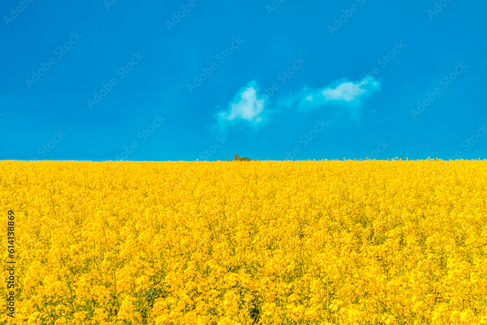 Obraz premium Large blooming Canola field with blue sky and small group of clouds