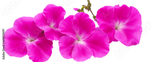 petunia flowers isolated on transparent background  generative ai