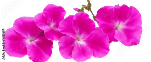 Panel kuchenny z motywem petunia flowers isolated on transparent background, generative ai