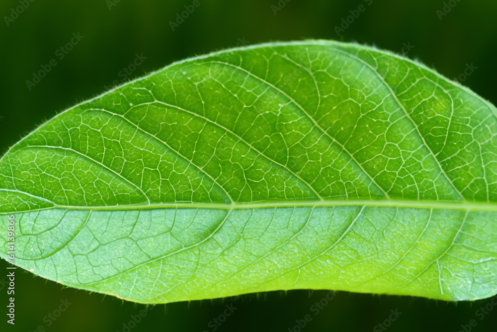Beautiful Leaf Macro A Captivating CloseUp of Nature's Delicate Beauty Beautiful Leaf Macro A Captivating CloseUp of Nature's Delicate Beauty