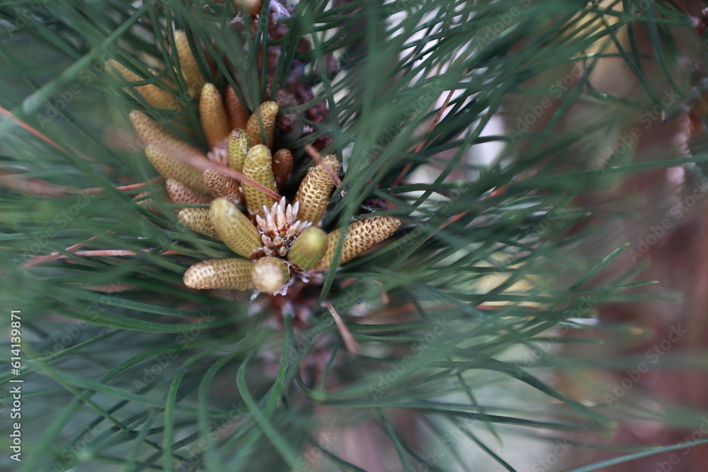 Garden plants. Nature and natural beauty.
Garden plants. Nature and natural beauty.