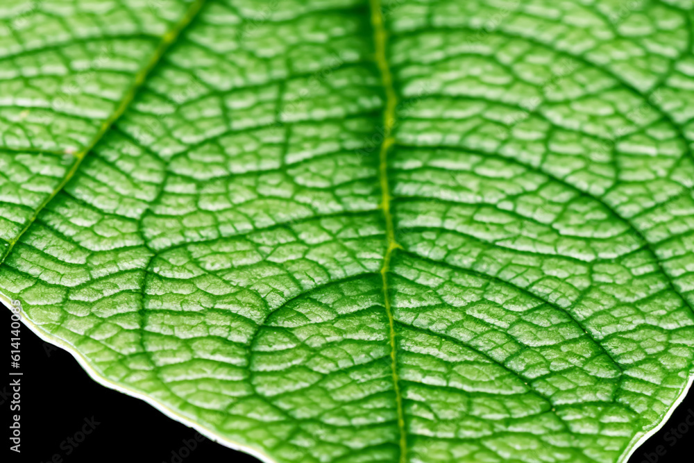 Beautiful Leaf Macro A Captivating CloseUp of Nature's Delicate Beauty Beautiful Leaf Macro A Captivating CloseUp of Nature's Delicate Beauty