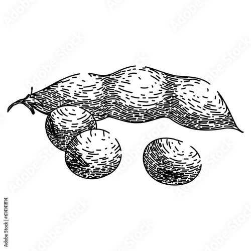 soya bean food plant hand drawn. soy soy, milk vector, seed green, grain protein, organic leaf soya bean food plant vector sketch. isolated black illustration