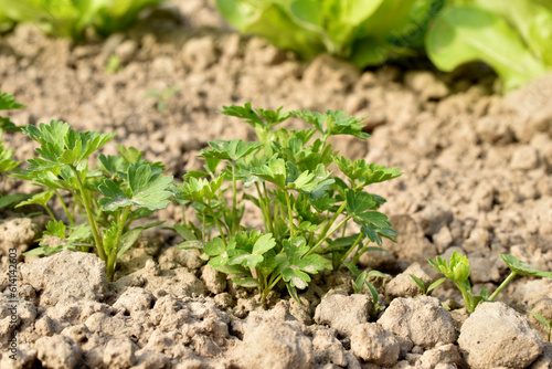 The first leaves of parsley plant shoots that have broken through the soil in the garden.