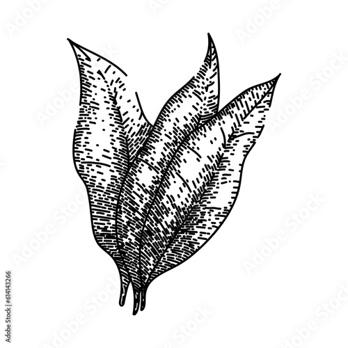 tobacco leaf green hand drawn. cigarette smoke, health cancer, nicotine danger, awareness unhealthy, day plant tobacco leaf green vector sketch. isolated black illustration
