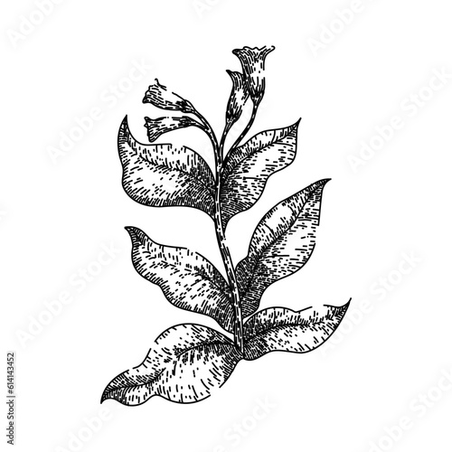 tobacco leaf green plant hand drawn. cigarette smoke, health cancer, nicotine danger, awareness unhealthy, day poster tobacco leaf green plant vector sketch. isolated black illustration