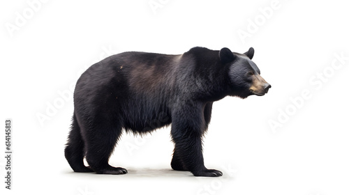 black bear, full body, isolated on white background side view