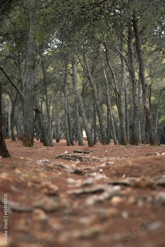 Bosque de los Pinares, Pinar de los Manantiales, Torremolinos, Málaga, España, Bosque, Arboleda photo