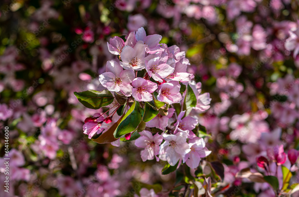 Fototapeta premium Pink flowers on the branches of a blooming apple tree on a spring day.