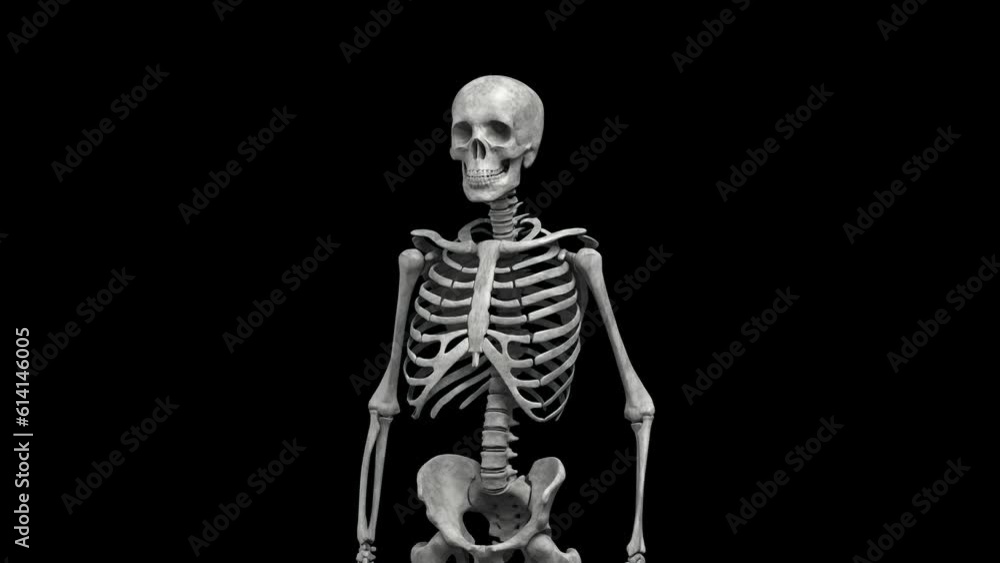 Rotating human skeleton. Medium shot. Repeatable 3D rendered video. Rotating human skeleton. Medium shot. Repeatable 3D rendered video.