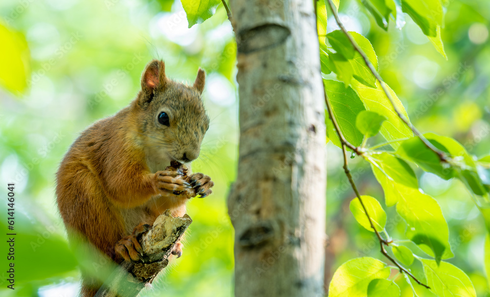 A squirrel on a tree among green leaves. A squirrel on a tree among green leaves.