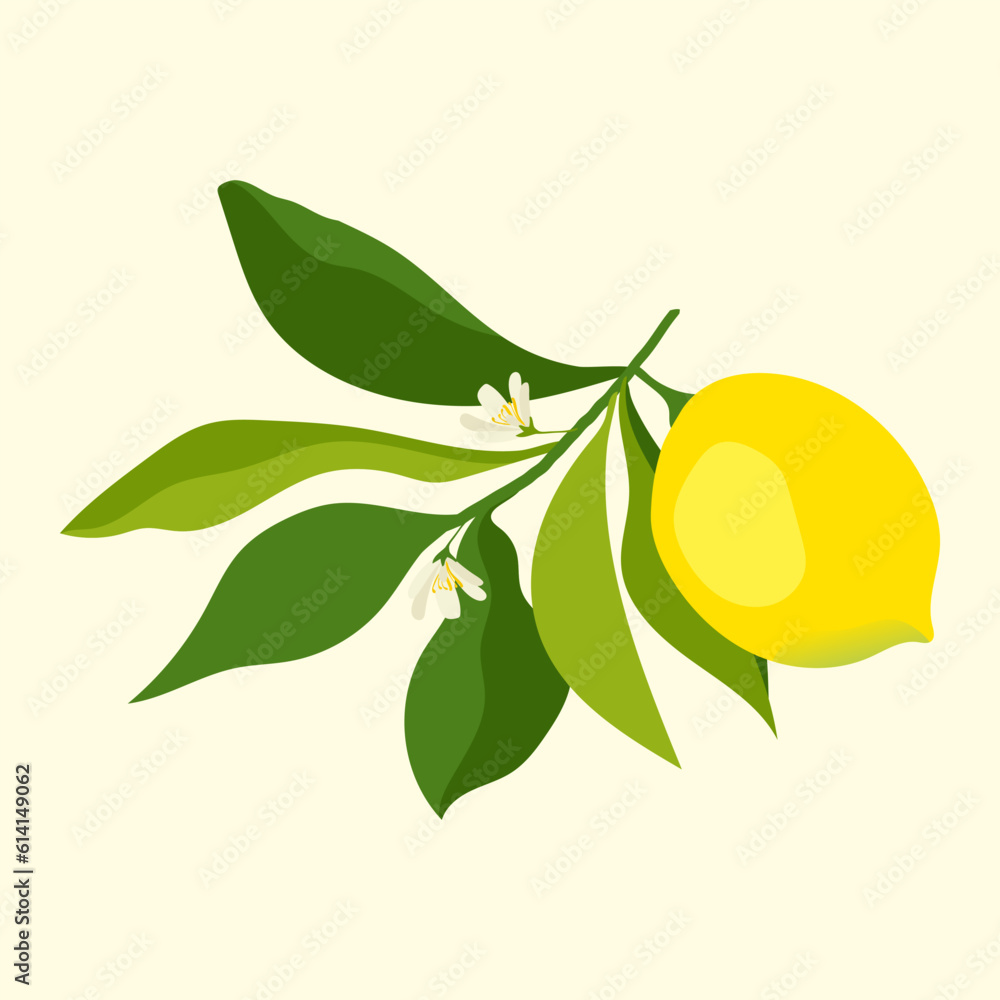whole yellow lemon on a branch with flowers and leaves. juicy bright lemon. sour fruit. whole yellow lemon on a branch with flowers and leaves. juicy bright lemon. sour fruit.