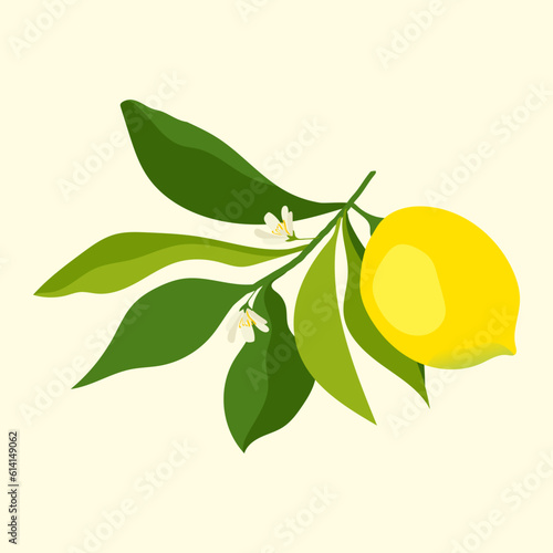 whole yellow lemon on a branch with flowers and leaves. juicy bright lemon. sour fruit.
