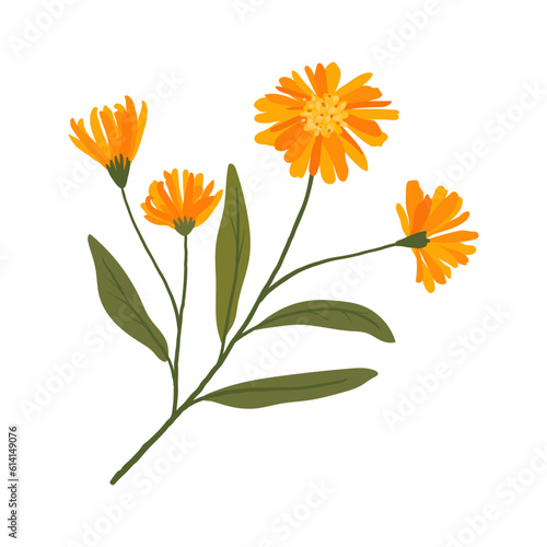 Fototapeta Naklejka Na Ścianę i Meble -  blooming calendula. medicinal flower illustration. cute plant.
