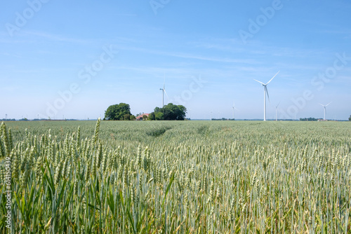 Grain field in Flevoland || Graanveld in Flevoland
 photo