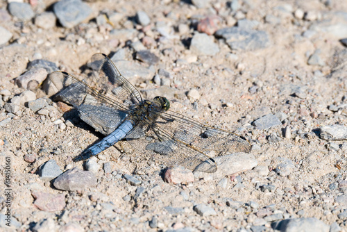 Gro  er Blaupfeil  Orthetrum cancellatum 