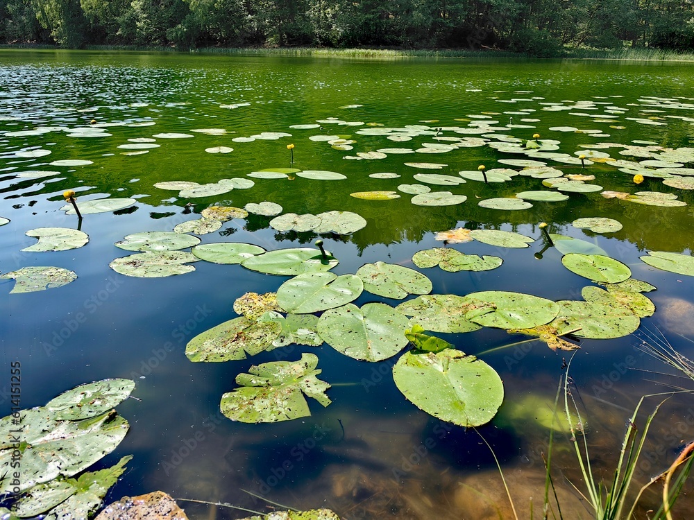 pond with lilies pond with lilies