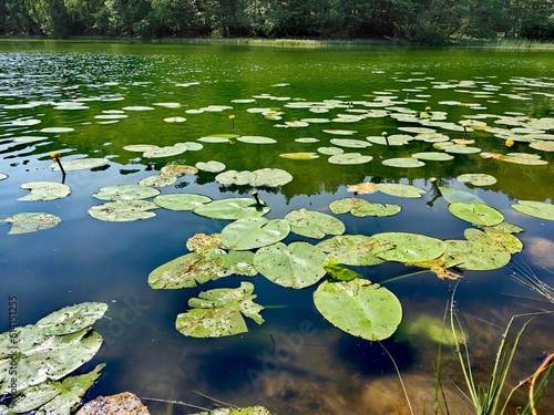 pond with lilies © KurtErik