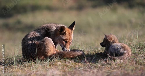 Interaction between a young red fox and its mother photo