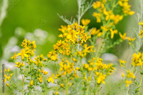 Hypericum flowers in the meadow photo