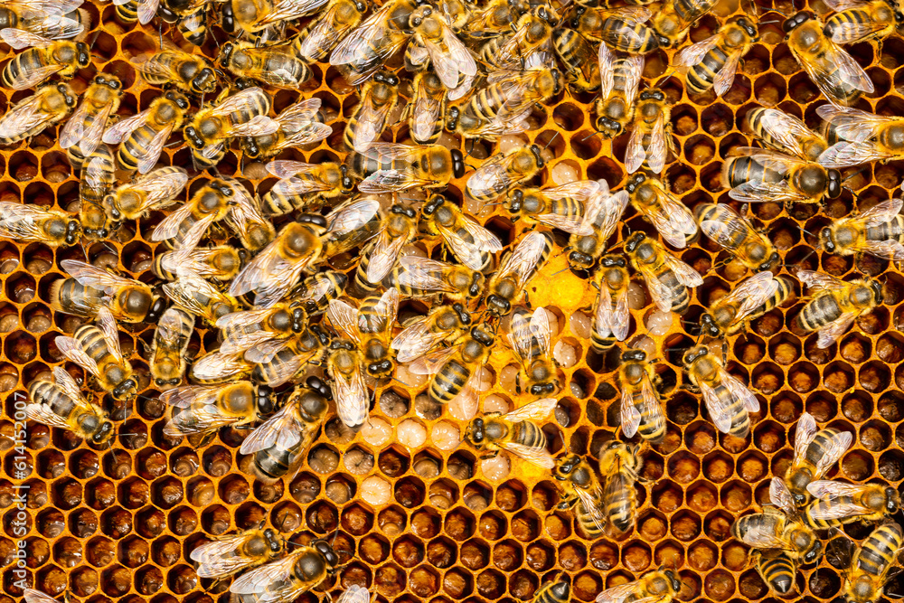 Macro shot of bees swarming on a honeycomb
Macro shot of bees swarming on a honeycomb