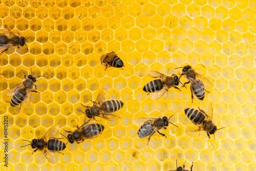 Macro shot of bees swarming on a honeycomb  © Petr Bonek