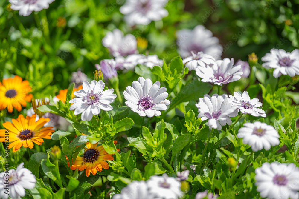 Osteospermum flowers growing in a flower bed Osteospermum flowers growing in a flower bed