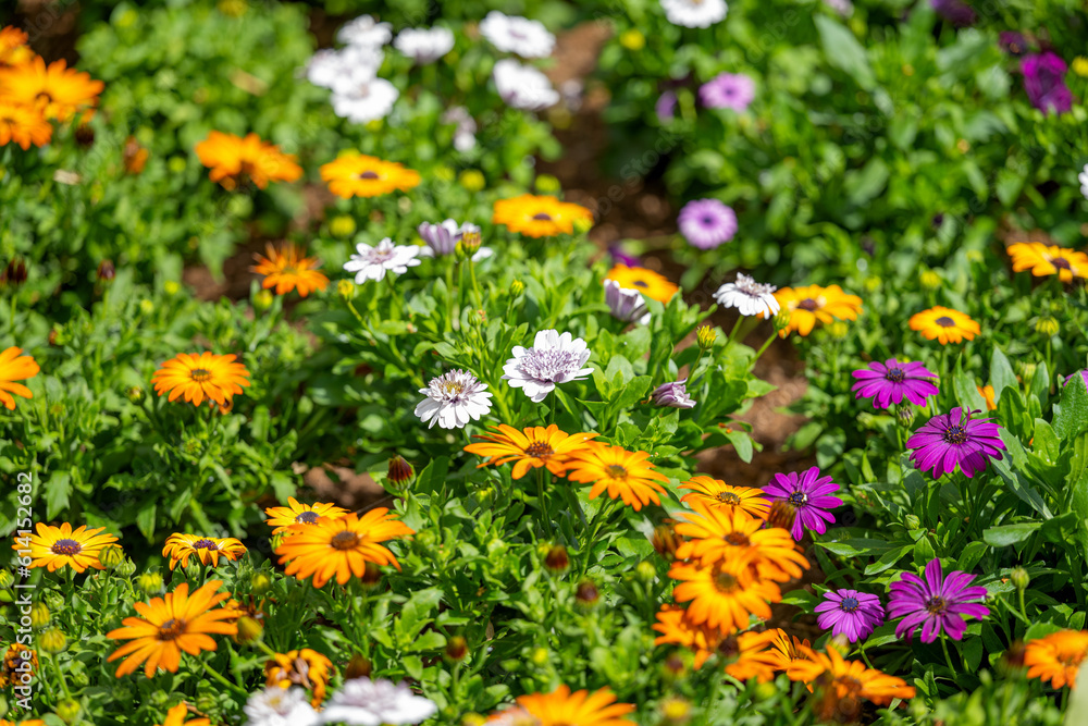 Obraz premium Osteospermum flowers growing in a flower bed