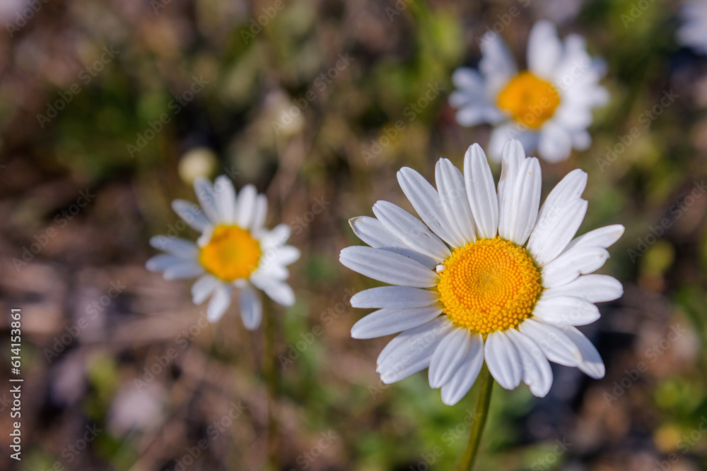 Obraz premium Common daisy Bellis perennis in bloom , Ox-eye oxeye daisy flower leucanthemum vulgare close up with blurred background wild wildflower