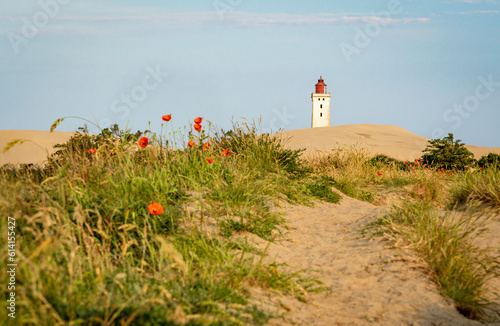 Weg durch die Dünen zum Leuchtturm Rubjerg Knude, am Wegesrand Mohn und Strandhafer, horizontal  photo