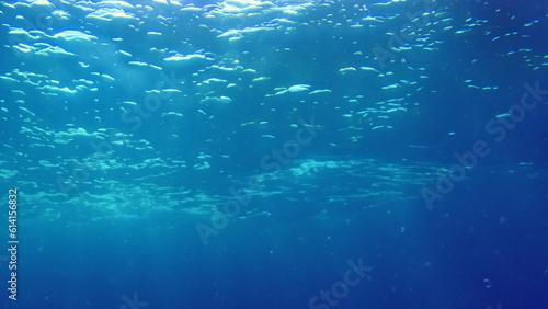 Underwater sea ocean deep coral blue © stocker