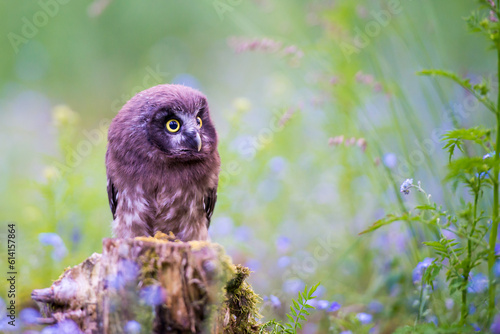 Aegolius funereus - beautiful little owl