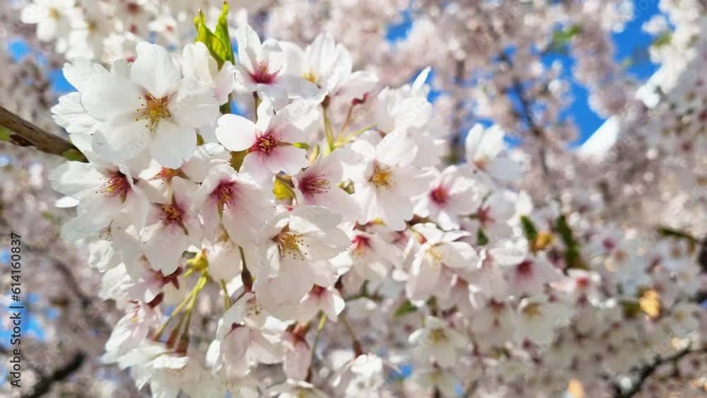 A beautiful branch of cherry blossoms in the garden in spring A beautiful branch of cherry blossoms in the garden in spring