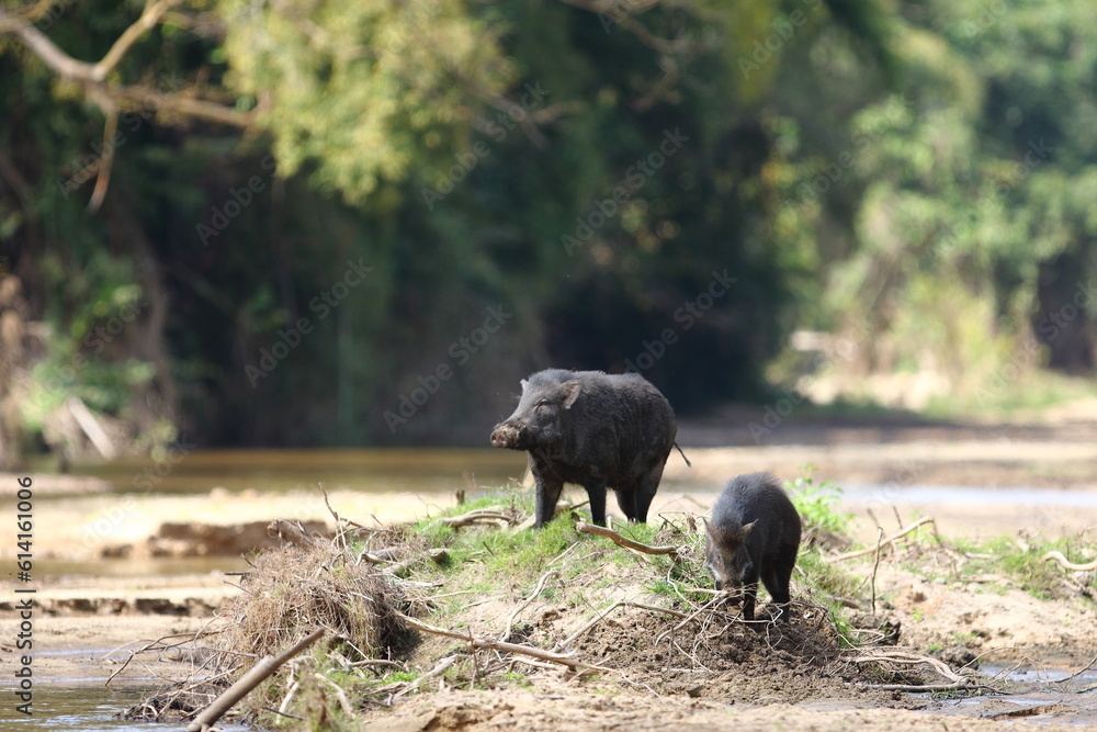 Wild Boar crossing a stream Wild Boar crossing a stream