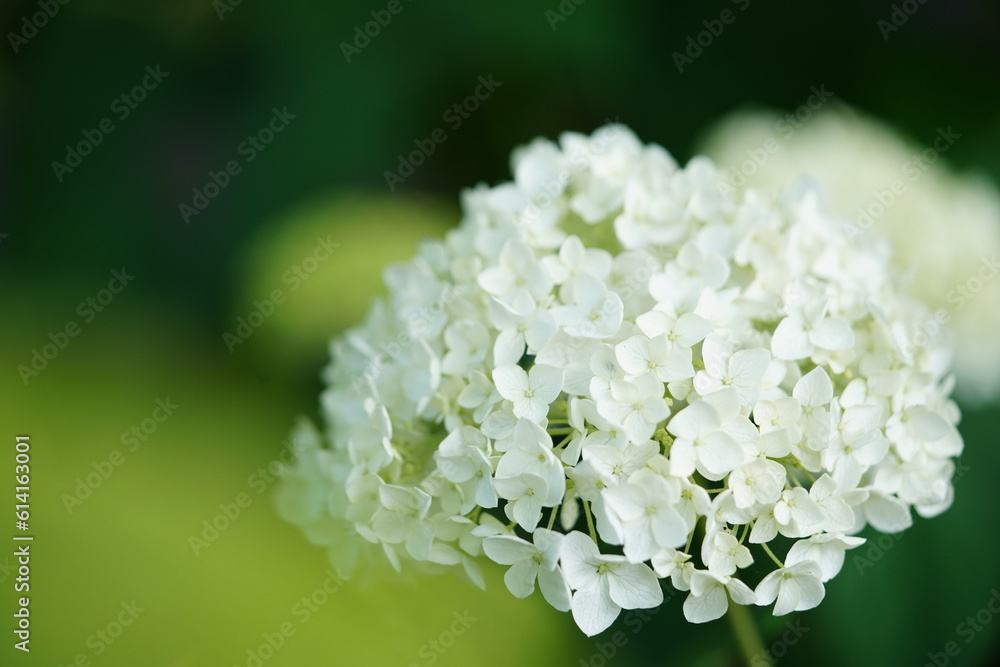 紫陽花 紫陽花