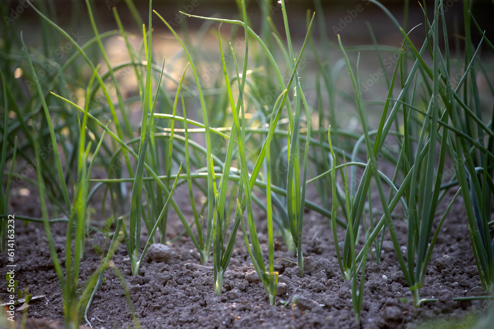 Obraz premium Onion plantation in the vegetable garden